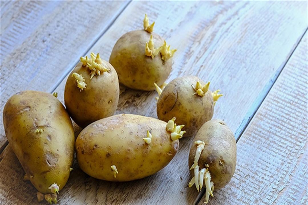بطاطس