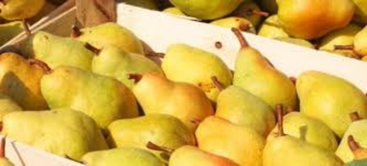 الإجاص