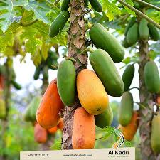 المغنيسيوم