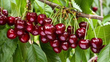 خصائص الكرز