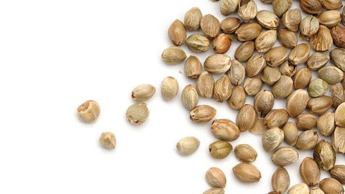 القنب