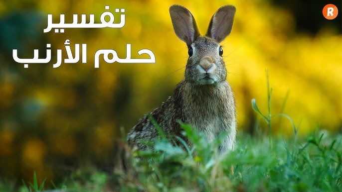 الأرنب في المنام