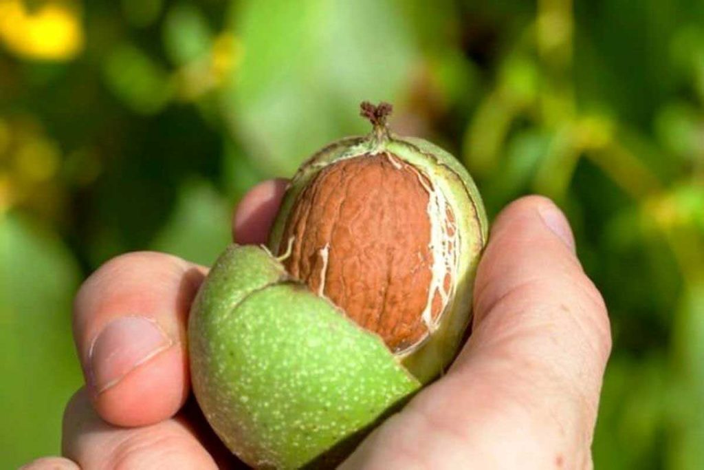 الجوز الطازج