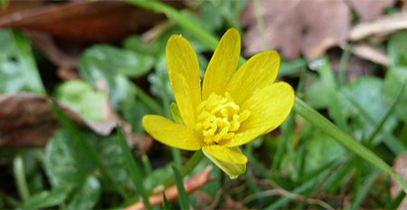 نبات مامیران