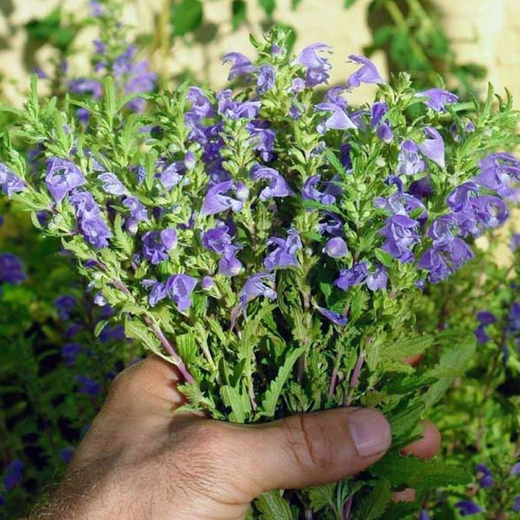 شاي البادرنجبویه