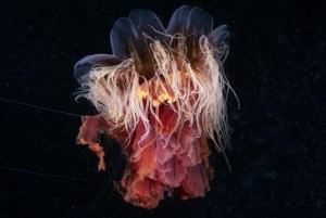 A Scyphozoan jellyfish - Lions mane jellyfish. (Alexander Semenovs/Caters News)