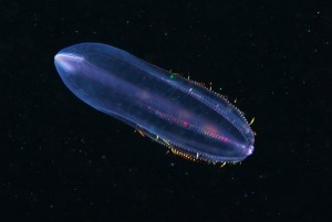 A Comb jelly - Beroe cucumis. (Alexander Semenovs/Caters News)