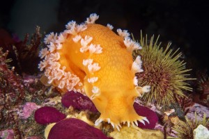 A Sea slug - Tochuina tetraquetra. (Alexander Semenovs/Caters News)