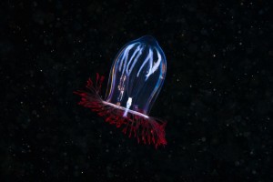 A Hydrozoan jellyfish. (Alexander Semenovs/Caters News)