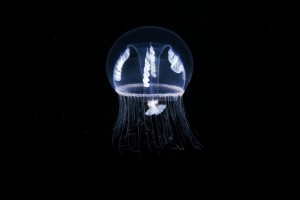 A Hydrozoan jellyfish - Eutonina indicans. (Alexander Semenovs/Caters News)