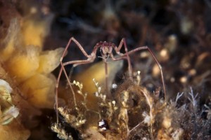 A Pycnogonidae - Sea spider. (Alexander Semenovs/Caters News)