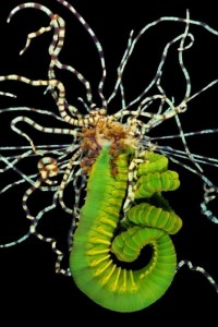 A Polychaete Terebellidae. (Alexander Semenovs/Caters News)