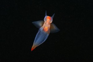 A Pteropod mollusk - Sea angel. (Alexander Semenovs/Caters News)