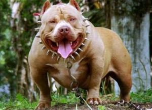 pitbull-dog-213