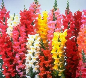 snapdragons[1]